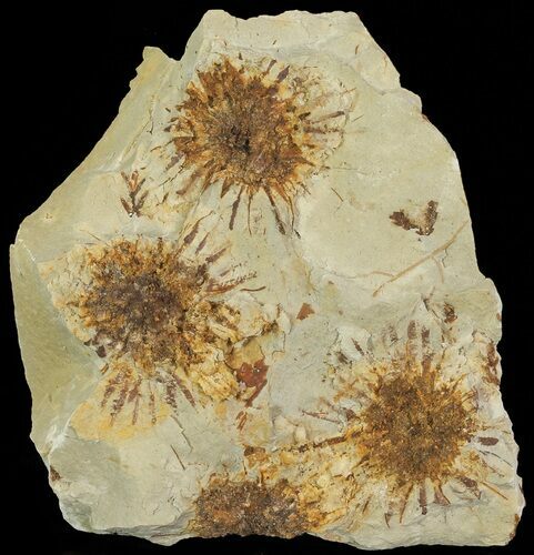 Multiple Fossil Seed Pods (Sparganium) From Montana - Paleocene #68275